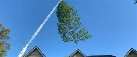 osorio tree service near me